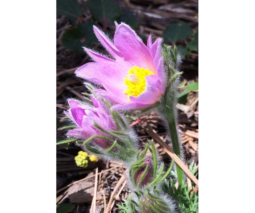 European Pasque Flower